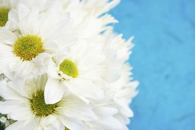 Rotator_flowers_w__blue