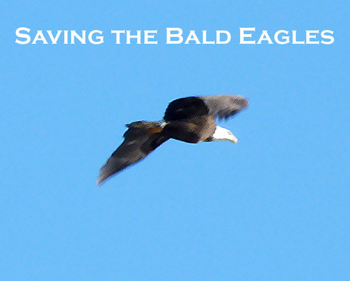 Bald Eagle Fight