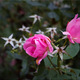 Thumb_04-winter-roses