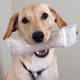 Thumb_doggie_daycare