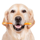 Thumb_pet_article_feb_2012