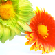 Thumb_spring_flowers